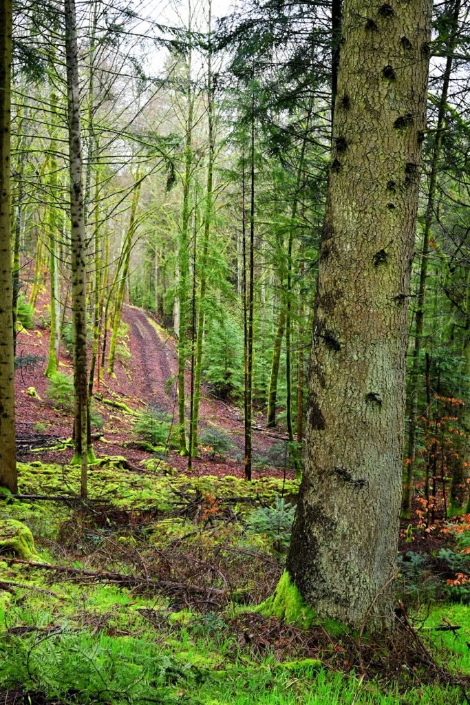 An European spruce stands in front of a logging trail.
