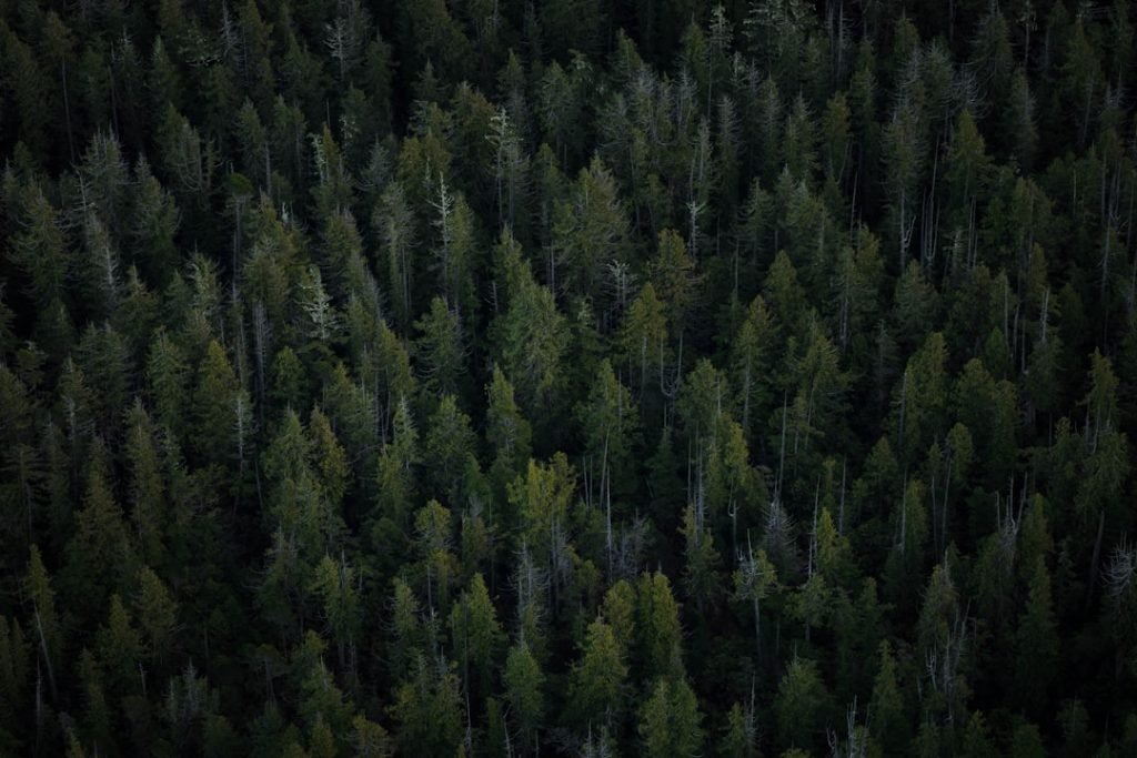 Flying over the treetops of dense forest on Vancouver Island with Tofino Air. You could easily get lost wandering through these parts of British Columbia.