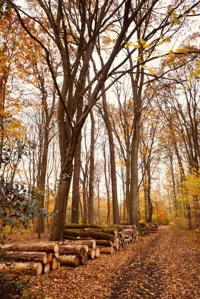 Serene autumn forest scene with logs and tall trees in golden foliage.