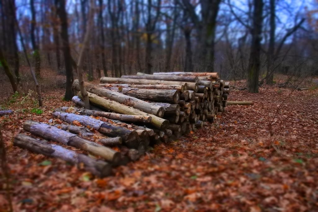 A stack of cut logs placed in a forest during autumn, surrounded by fallen leaves.