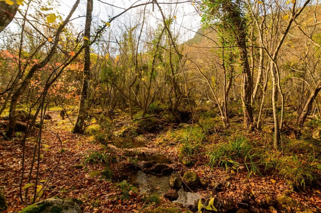 Peaceful autumn forest scene with a leaf-covered path and a small stream flowing through the trees.